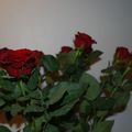 des roses rouges
