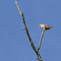 Chanter à tue-tête ...