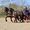 ELEVAGE COB NORMAND DES ROCHES