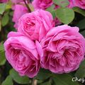 Gertrude Jekyll 2020 Printemps 4