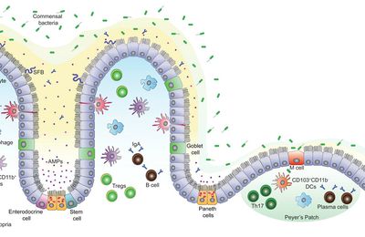 Matrix Metalloproteinase 9-induced inc. in intestinal epith. tight junct. permeability contributes to severity of DSS colitis