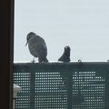 oiseaux et neige