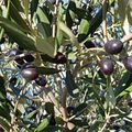 Récolte des Olives du Jardin