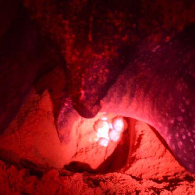 Ponte d'une tortue Luth sur la plage de Remire Montjoly en Guyane