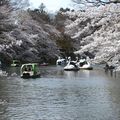 Le hanami à Inokashira