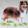 Sheltie (11)