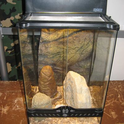 Je viens d'avoir un gecko léopard qui a 8 mois,