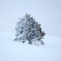 Seul sous la neige.