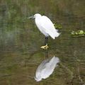 Aigrette