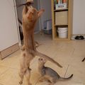 Jumping cat d'abyssins ~ Bonne semaine