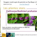 🍬 Callicarpa Bodinieri profusion Arbre au bonbons par paysagiste Pays Basque et Paysagiste Landes.