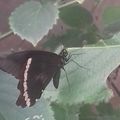 Le Machaon à bande verte étroite (Papilio nireus)