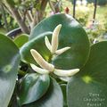 Plante porte-bonheur