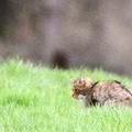 NOUVELLE RENCONTRE AVEC LE CHAT SAUVAGE