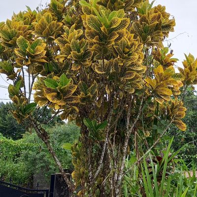 Je fait une petite promenade