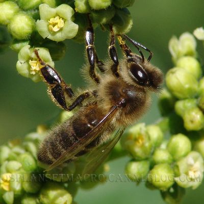 On revient aux insectes