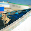 Voyager avec son animal de compagnie