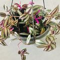 Tradescantia zebrina