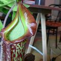 Un nepenthes "gentle" est sorti vivre dans ma cuisine