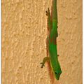 Gecko vert