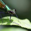 Calopteryx virgo-Calopteryx vierge