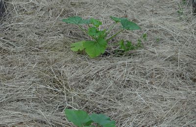 On protège le sol avec un paillis