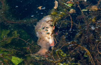 Pêche à la mouche ....