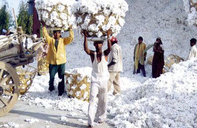 Pourquoi le coton biologique ?