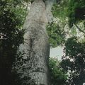 Gabon: promenade dans la forêt