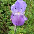 De nouvelles fleurs dans mon jardin