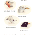 Les oiseaux