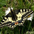 Papilio machaon