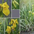 Iris des marais (Iridacées)