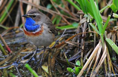 la Gorgebleue à miroir ( Luscinia Svecica )