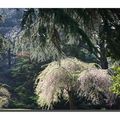 Printemps au Thabor à Rennes 