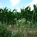 PROMENADE DANS LA CAMPAGNE... LE CHAMP DE MAIS...