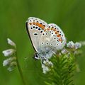 Polyommatus icarus (Azuré commun)