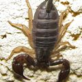 Scorpion : Euscorpius sp.