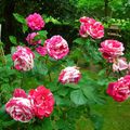 Une brassée de roses du jardin...