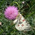 Parnassius appolo