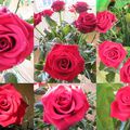 Des roses du Sénégal.