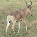 Antilope Bubale : Afrique de l'est
