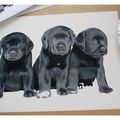 Peinture chiots labrador: étape 3