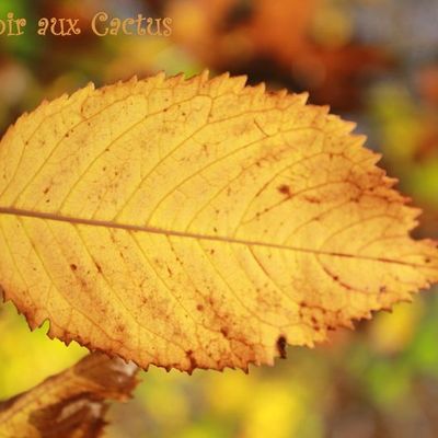 Poésie des transparences...