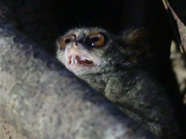 Voyage en Sulawesi - Visite du parc national de Tangkoko