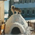 IGLOO pour MALAMUTE