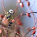 Mésange bleue