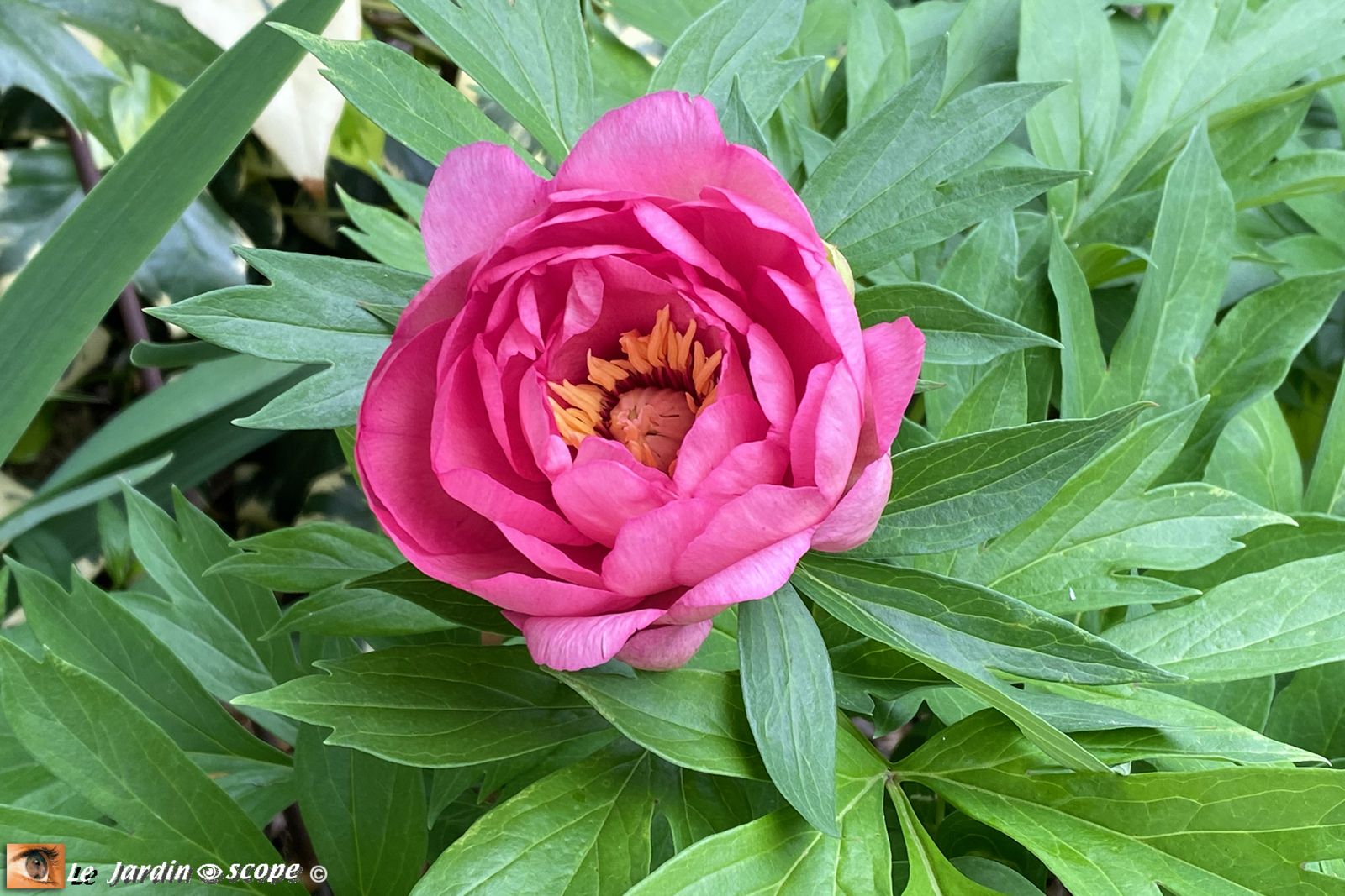 Pivoine - Paeonia Itoh Hillary
