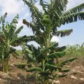 Cuba, oriente (21/34). Les défis à relever en agriculture.