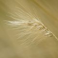 PENNISETUM